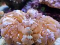 korallen (25)